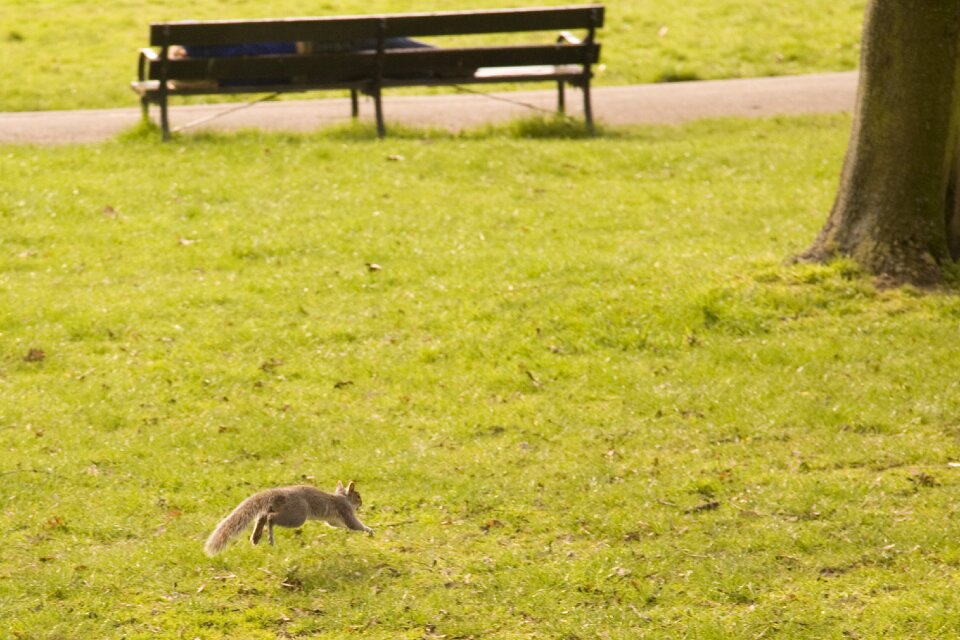 Animal nature rodent