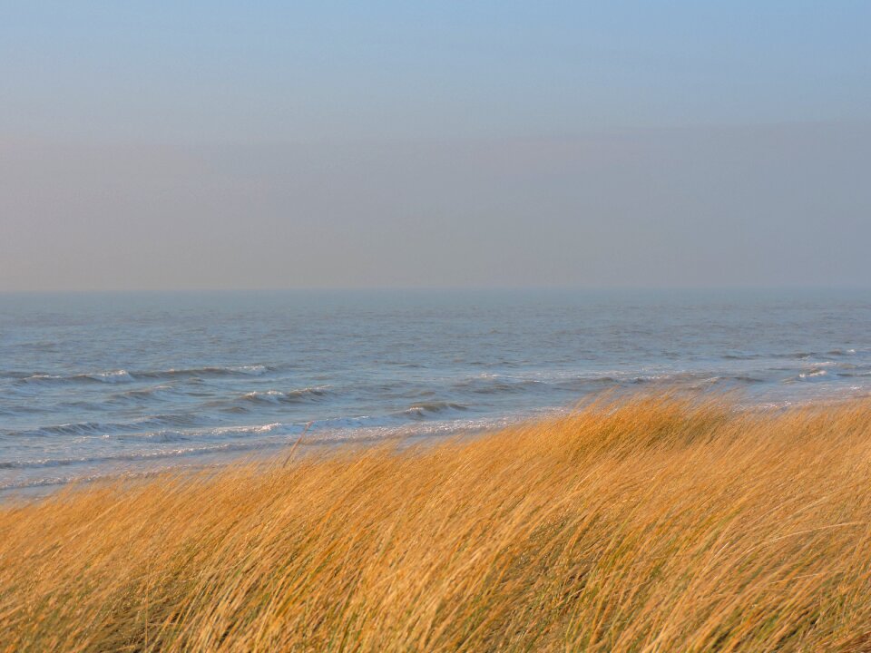 Marram grass dune beach