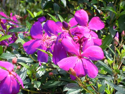 Melastoma purple wild flowers