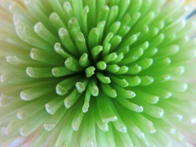 Green chrysanthemum mum photo