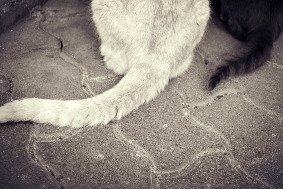 Animal cat domestic cat
