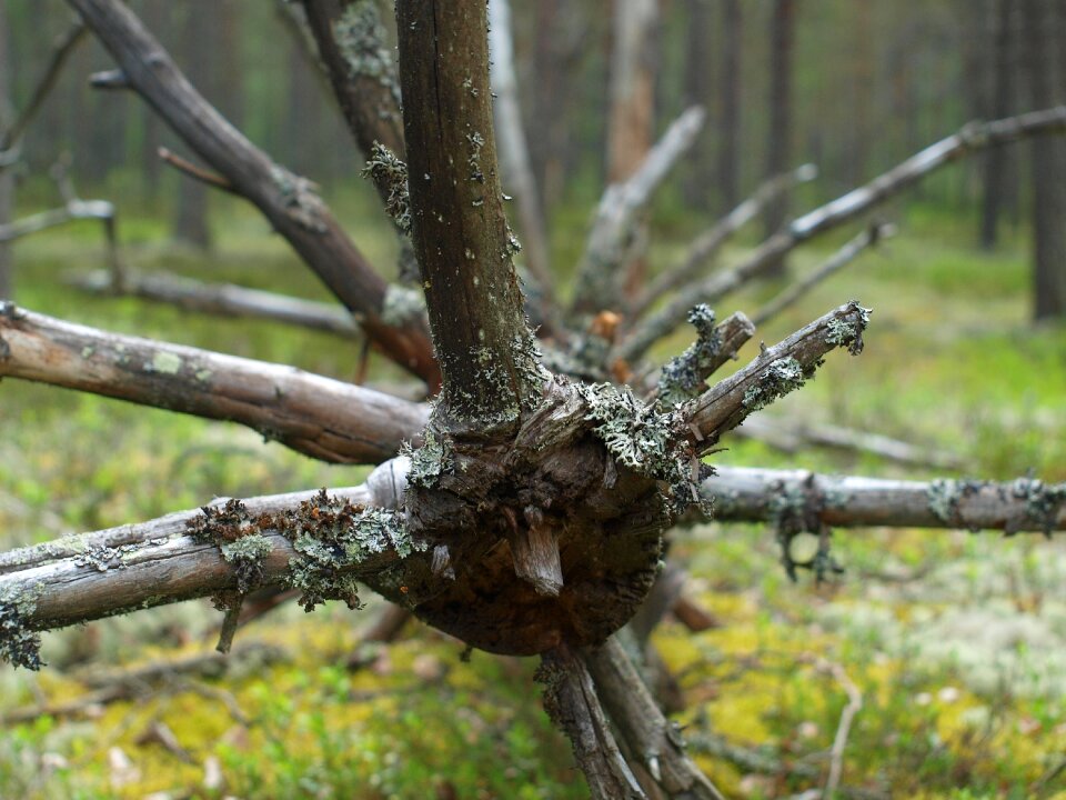 Forest tree collection