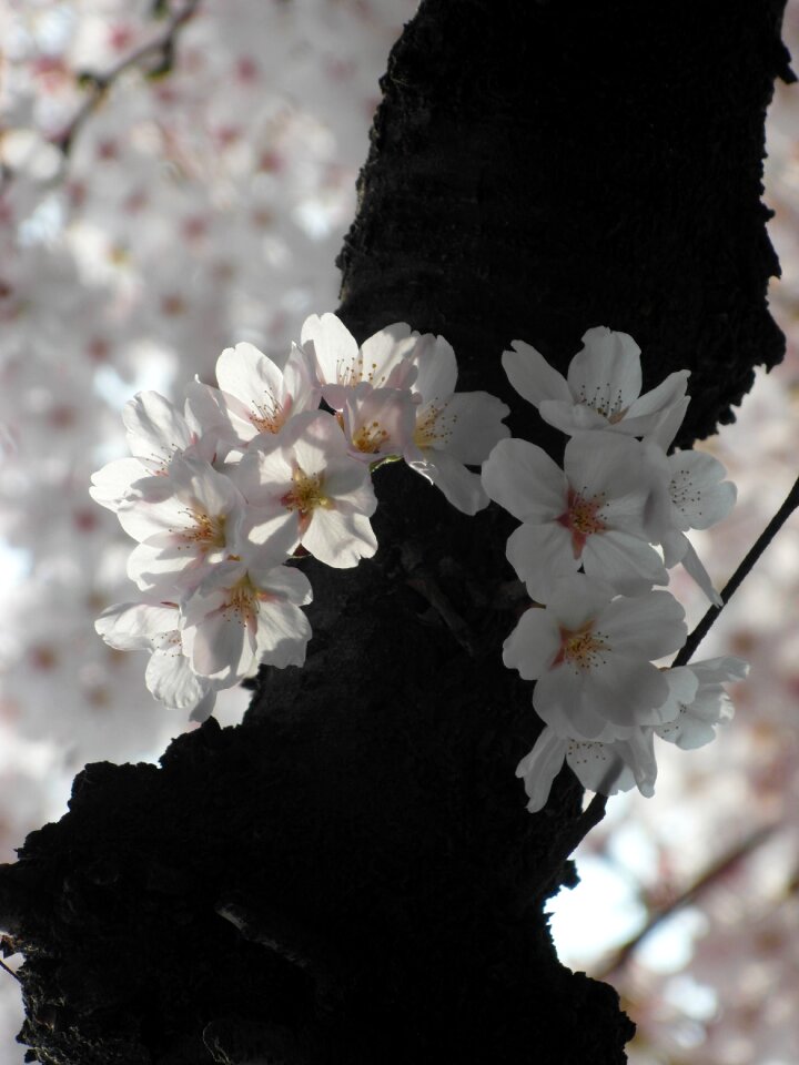 Spring sakura nature