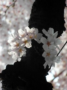 Spring sakura nature