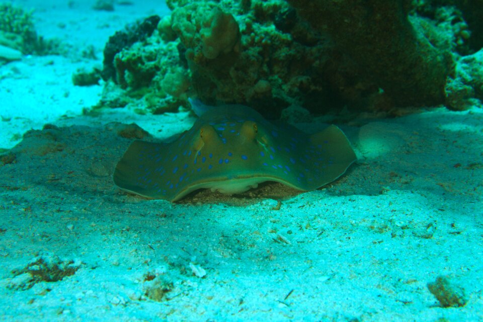 Underwater world meeresbewohner rays