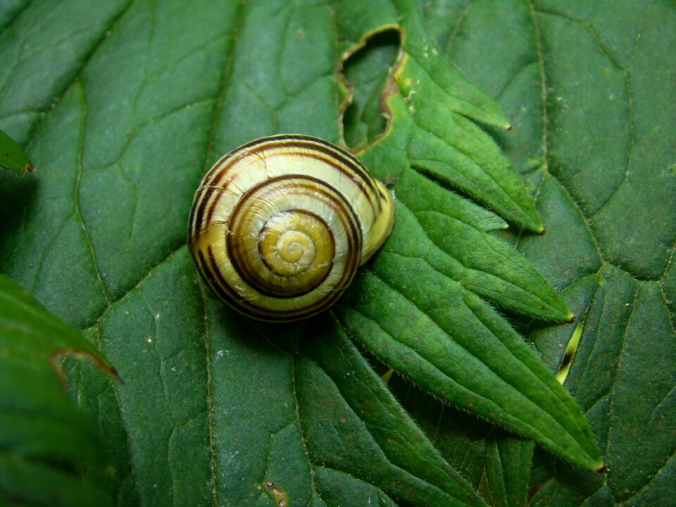 Slug animals sea shells