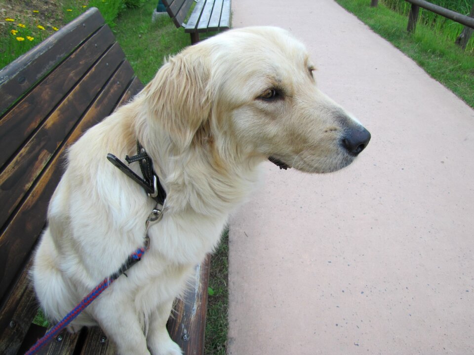 Dog retriever golden