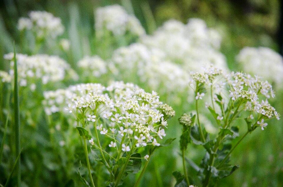 White flowers spring flowers flowers