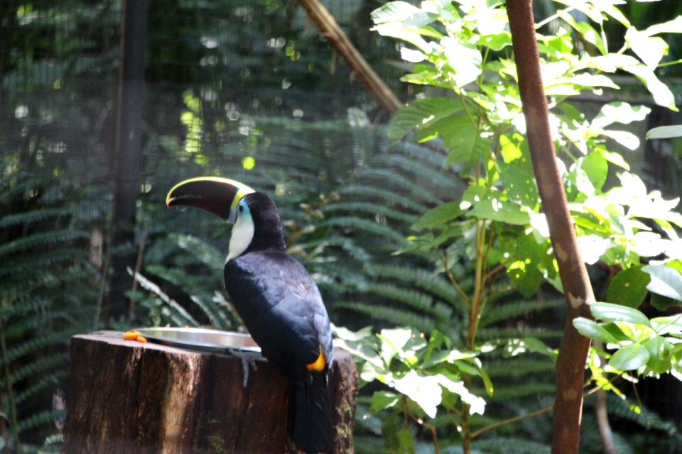 Bird forest parque das aves