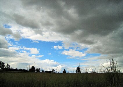 Low veld grass photo