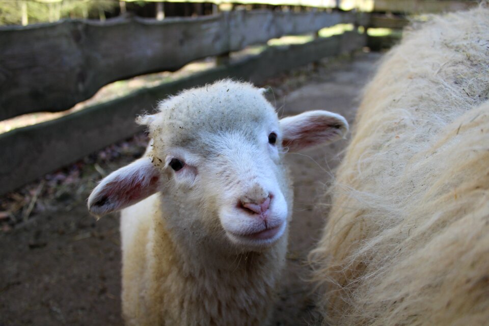 Schäfchen cute wool
