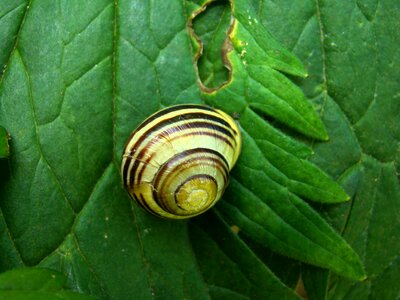 Animals sea shells stripes