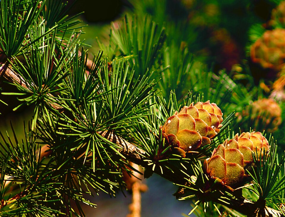 Tree needles larch needles