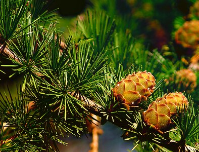 Tree needles larch needles photo