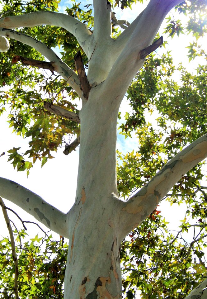 Plane trunk foliage