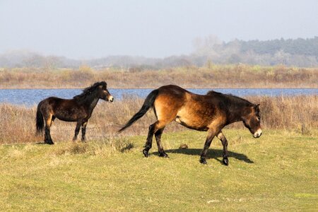 Konikspaard foal kennemerland