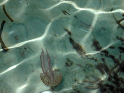 Animal aquatic jelly photo