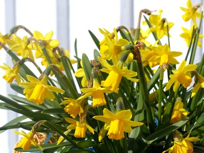 Wall garden easter