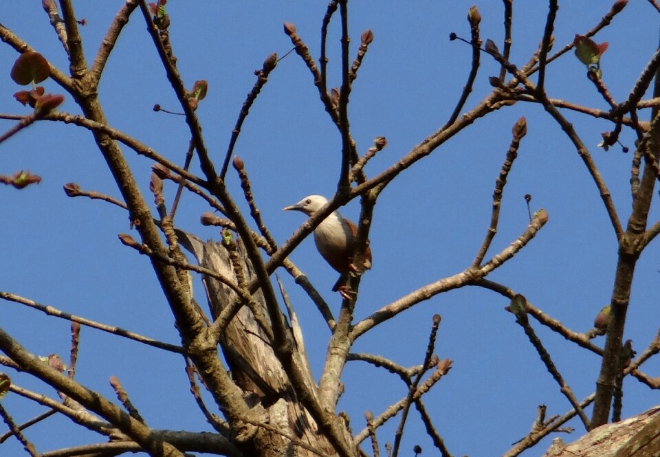 Sturnia malabarica bird starling