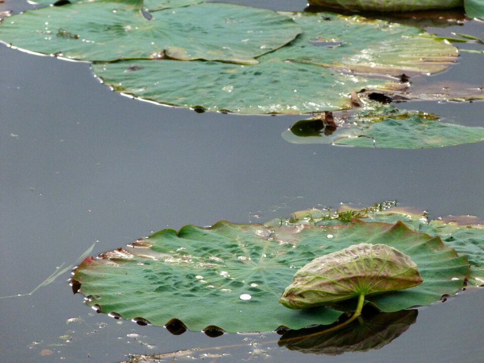 Sheet leaves nature