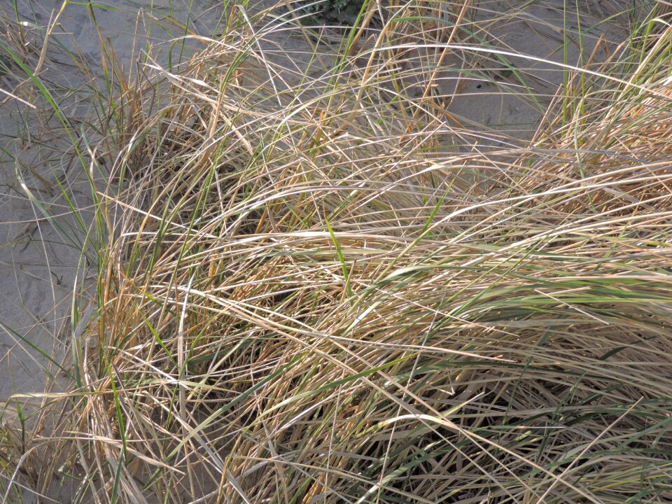 Marram grass sand beach