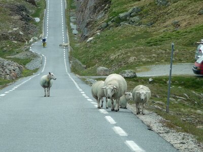Flock nature animals