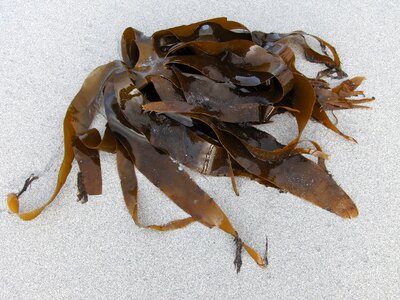 Ocean plant nature