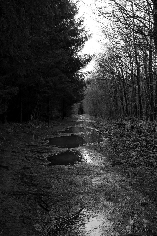 Outdoor forest