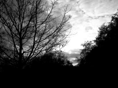Skies branches morgenstimmung photo