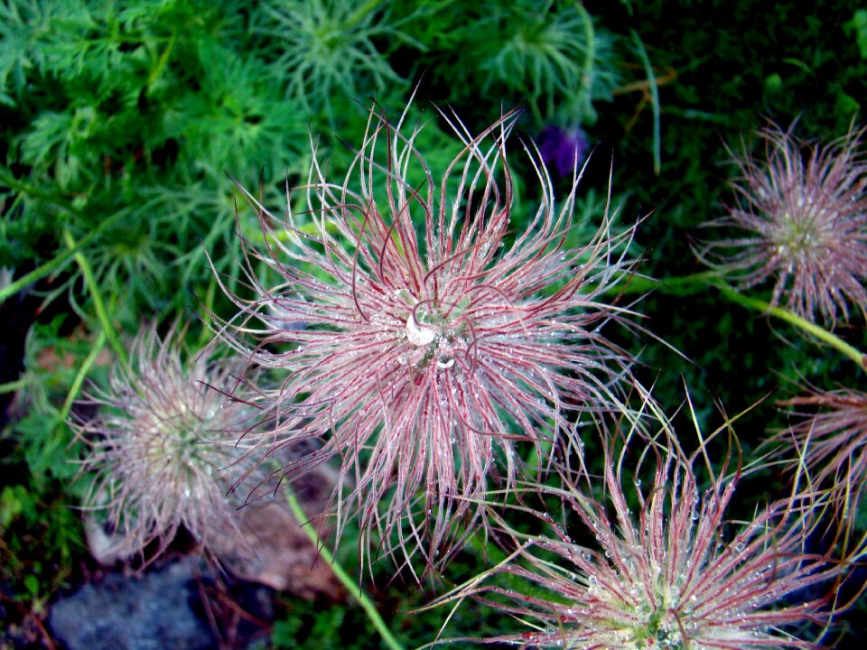 Flower flower seeds water drops