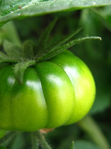 Garden food growing
