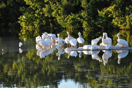 Birds sanibel island