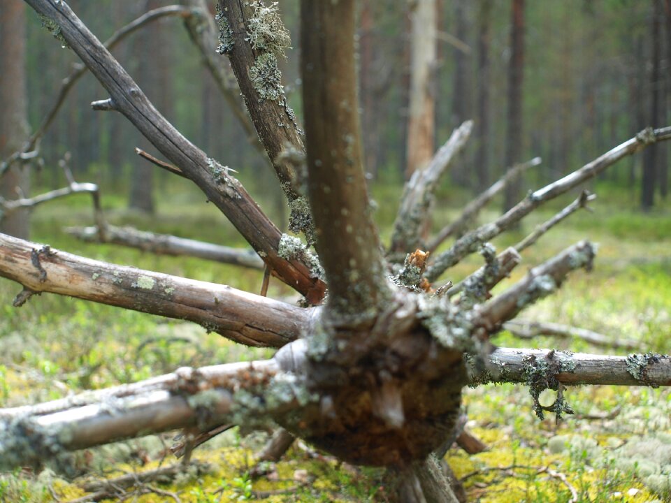 Collection branch nature