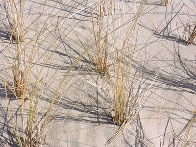 Marram grass sand beach