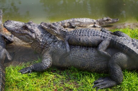 Animal reptile nature