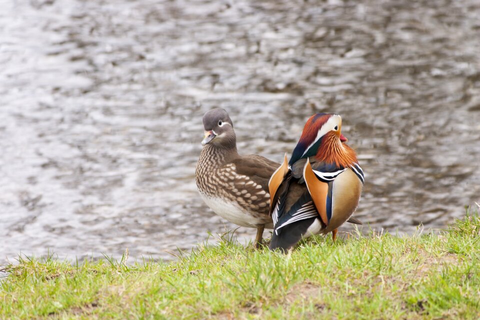 Water waterfowl mandarin duck