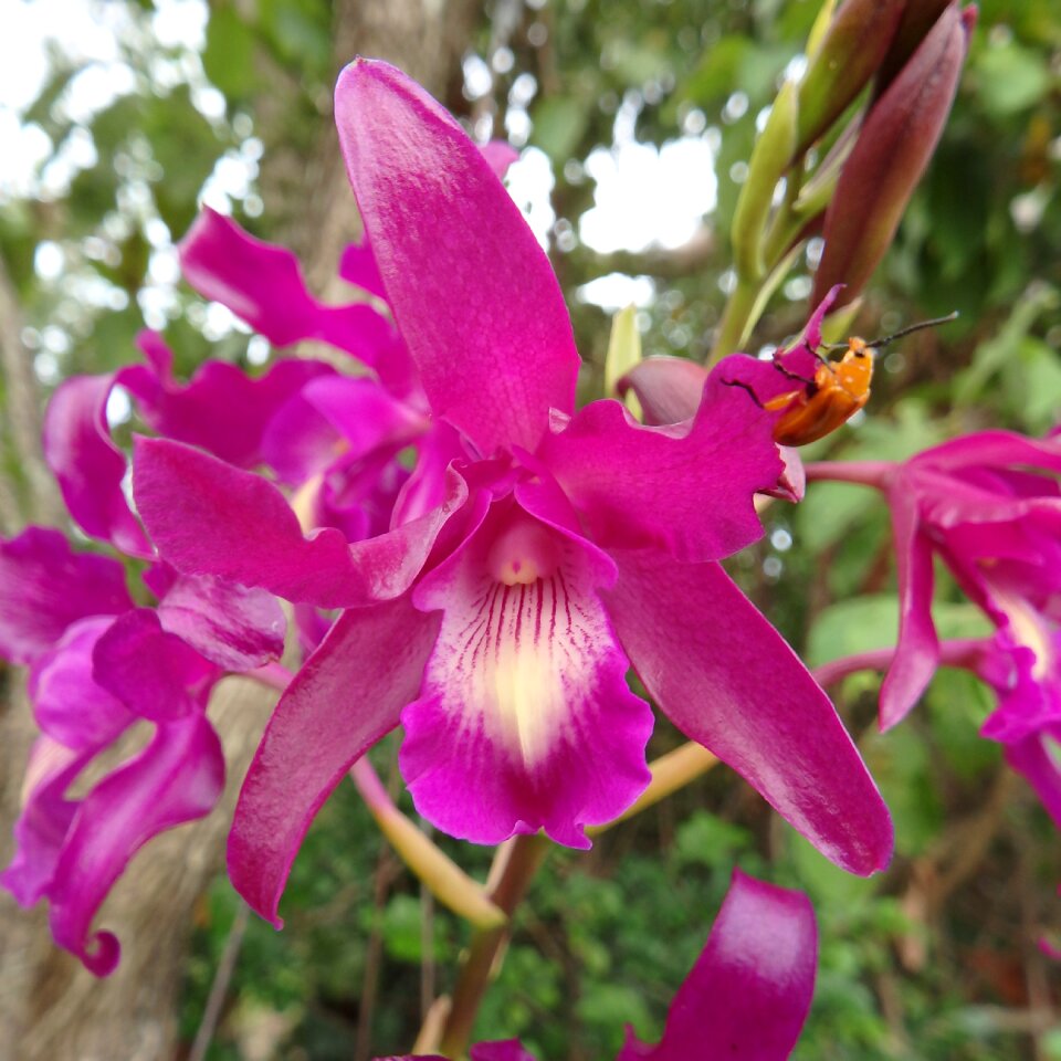 Bloom blossom nature