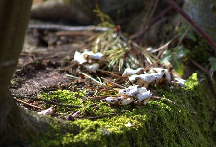Mushroom tree stump moss