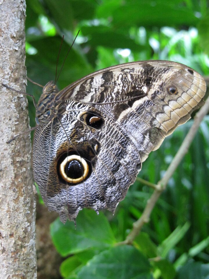 Natural wing
