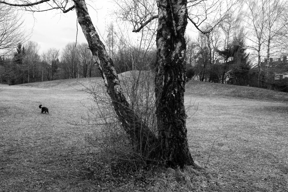 Black white tree