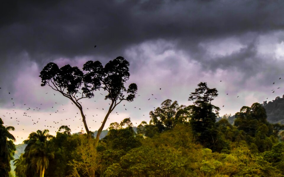 Tropical landscape green