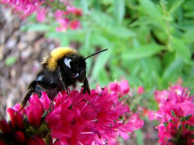 Insect flower summer