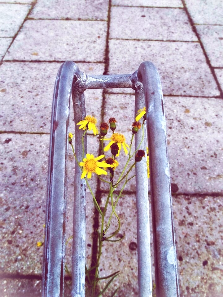 Grow sidewalk blossom