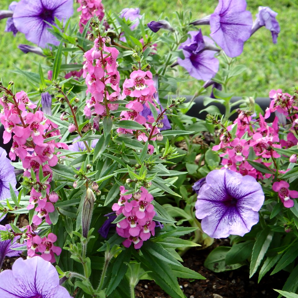 Petunia pink plant