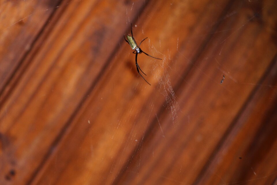 Spider web arachnid