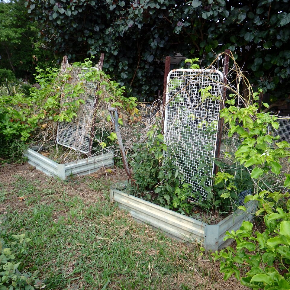 Plant grown nature