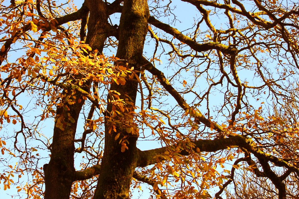Fall golden orange