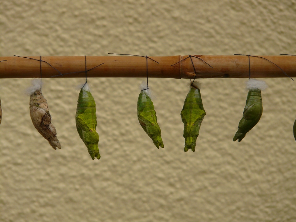 Rest sleeve insect larvae
