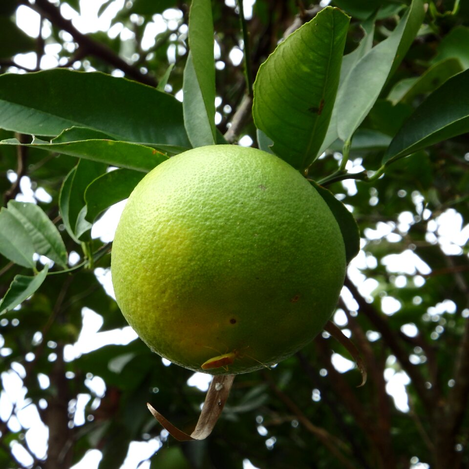 Bugs garden fruit