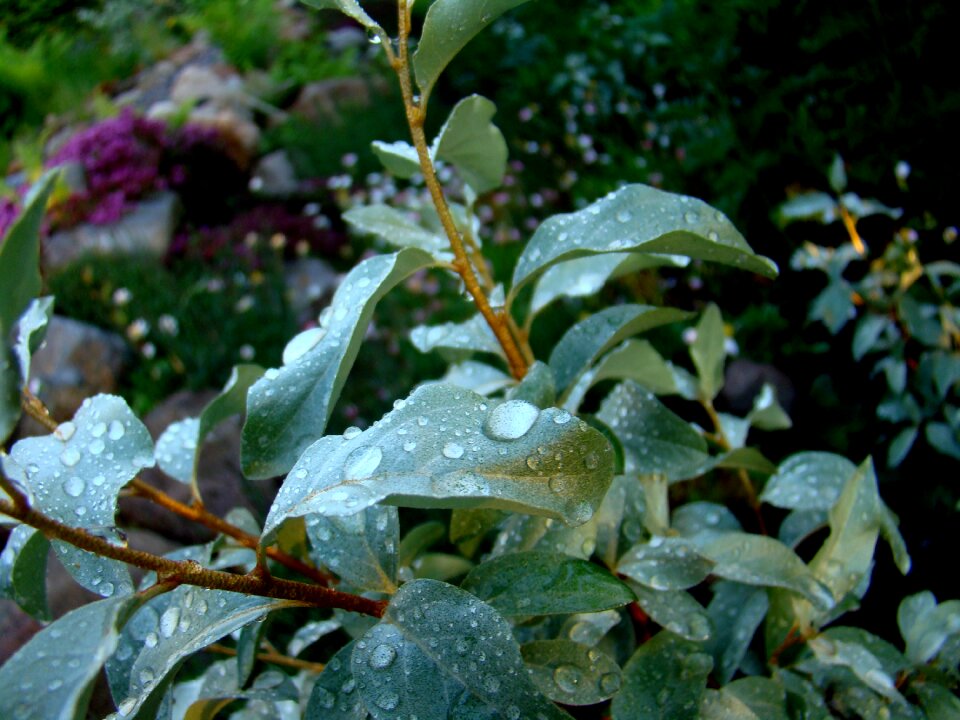 Leaf water drops silver bush